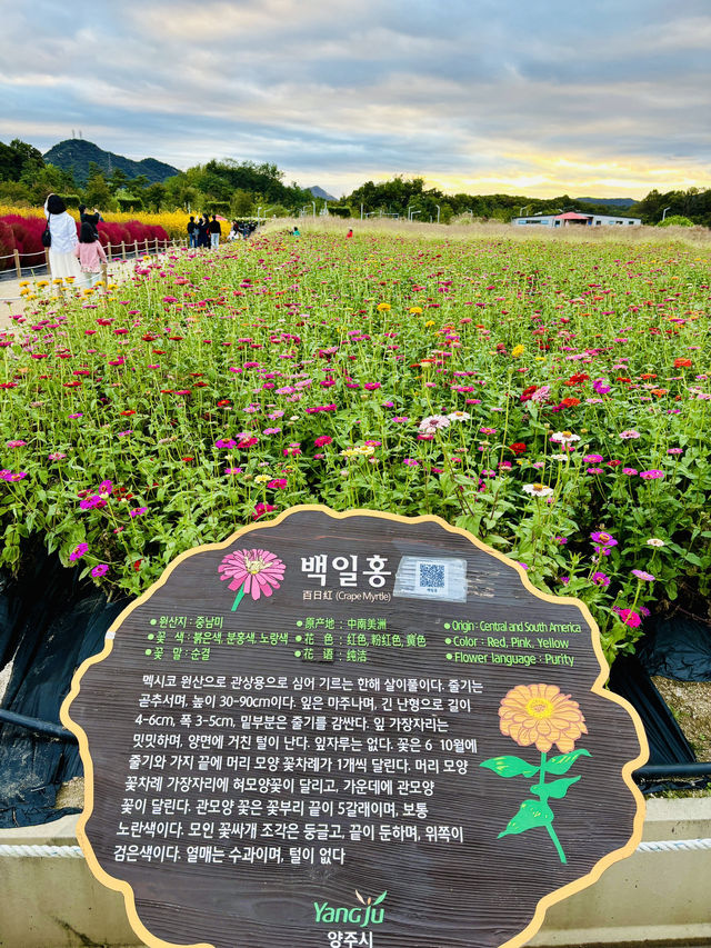 가을 꽃 총 집합 장소