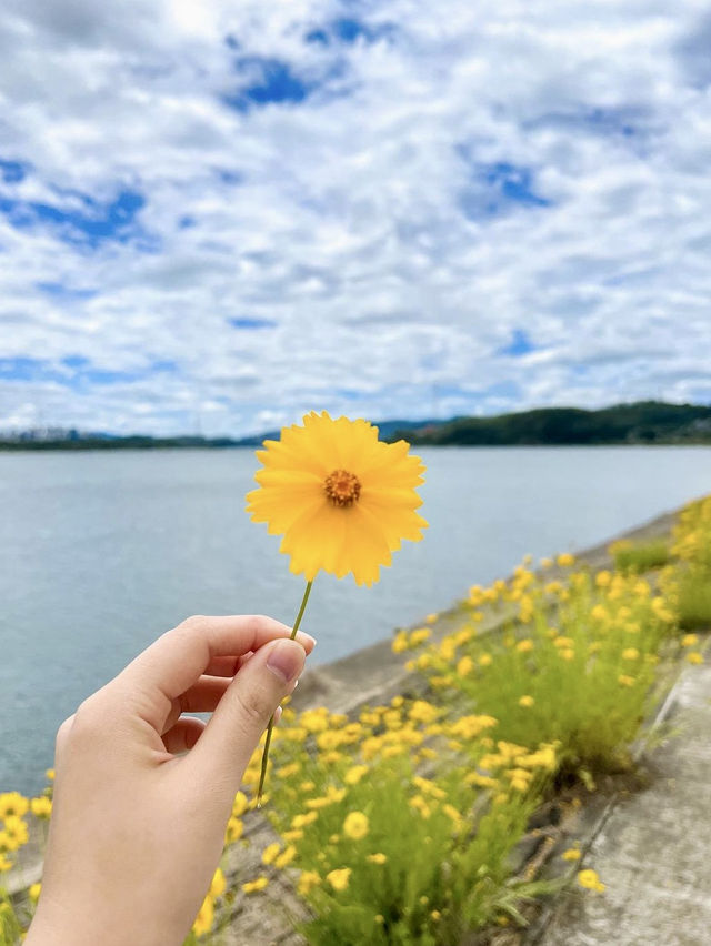 금계국이 예쁜 한강공원💛