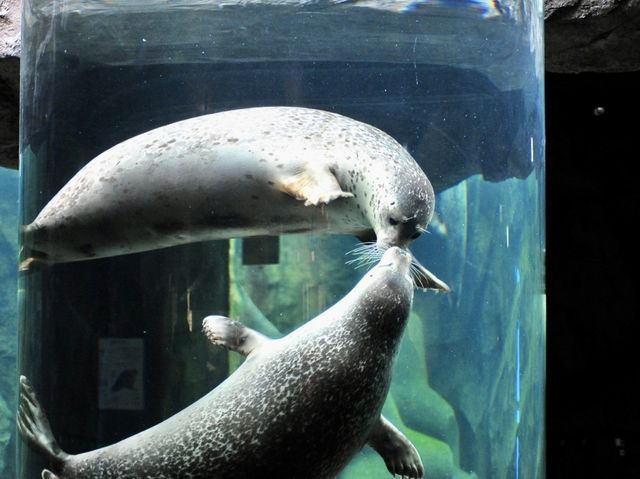 北海道雪豹和企鵝巡遊｜旭山動物園🐧❄️