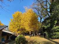 🍁上野公園銀杏黃 🍂金葉飄舞隨風翔