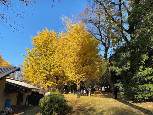 🍁上野公園銀杏黃 🍂金葉飄舞隨風翔