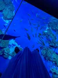 【沖縄】豊見城市 デジタルと魚たちの融合が幻想的な水族館