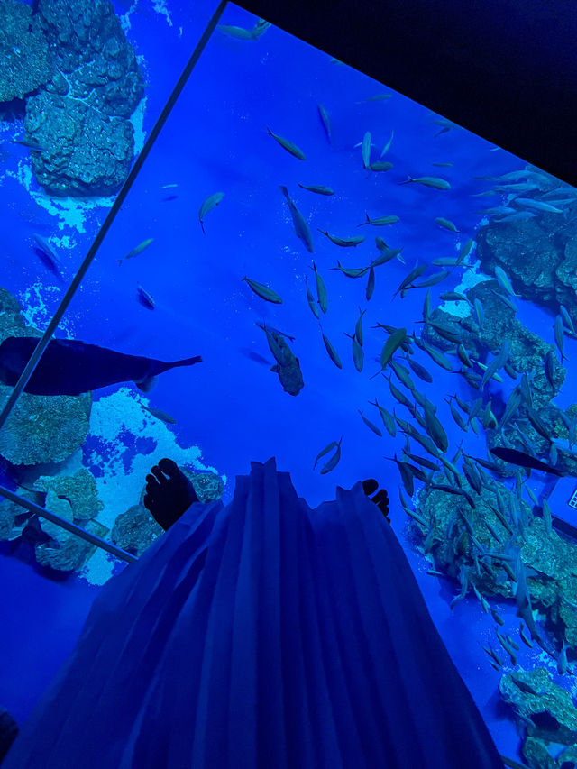 【沖縄】豊見城市 デジタルと魚たちの融合が幻想的な水族館