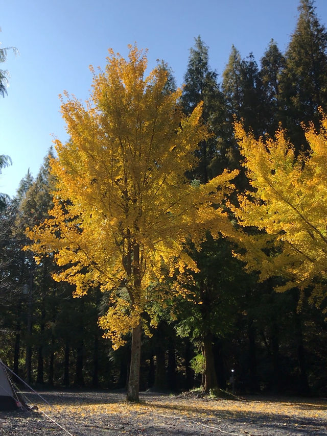 Camping in the woods 🍂