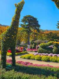 가을 🍂 이맘때쯤 대구에서 열리는 국화축제