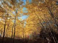 Exploring Kazakhstan’s Big Almaty Lake: A Scenic Autumn Escape