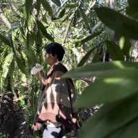 ไปคาเฟ่ยังไงให้ความรู้สึกเหมือนอยู่ในป่า