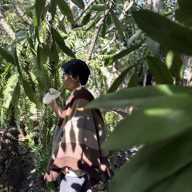 ไปคาเฟ่ยังไงให้ความรู้สึกเหมือนอยู่ในป่า