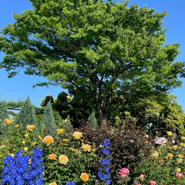 靭公園：城市氧吧 🌼🐦