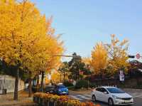 An evening stroll along the Gyeongbukgung stone walls with beautiful gingko tree in autumn