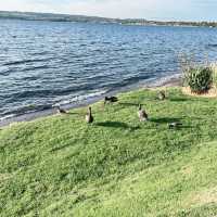 【NZ】タウポの街