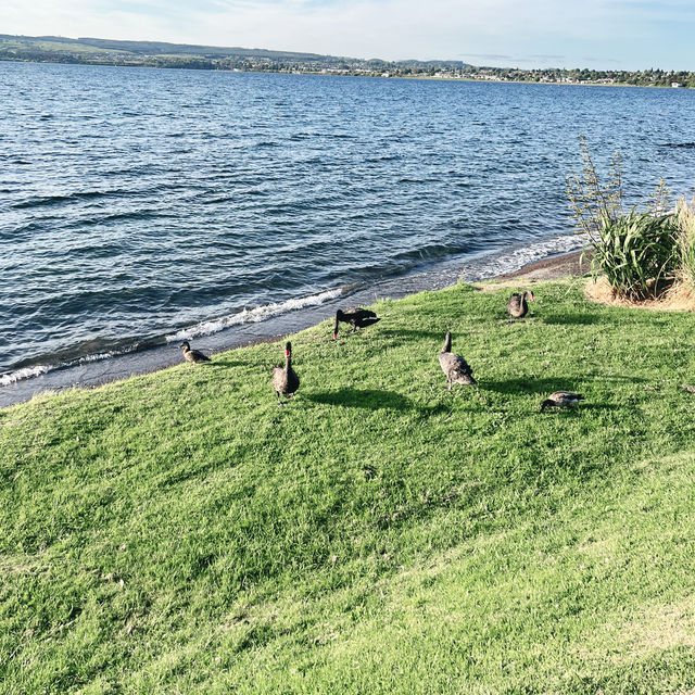 【NZ】タウポの街