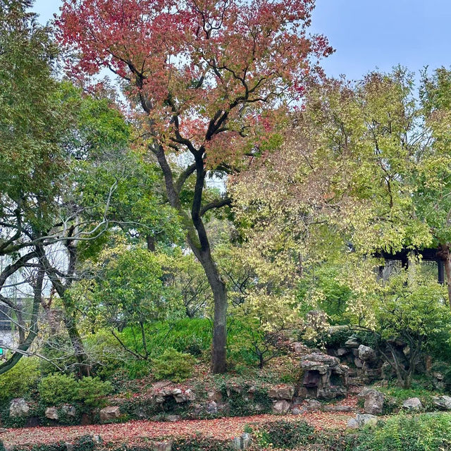 中山仙踪龍園🐉秋色的夢境！🍂🏞️