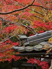 【ここ行って】めちゃ穴場の予約制紅葉スポット🍁庭園の風景が美しい✨