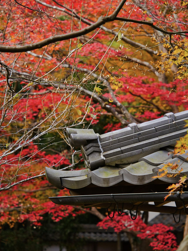 【ここ行って】めちゃ穴場の予約制紅葉スポット🍁庭園の風景が美しい✨