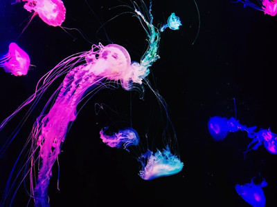 山形×加茂水族館】幻想的なクラゲとかわいいクジラの世界 山形×加茂水族館】幻想的なクラゲとかわいいクジラの世界