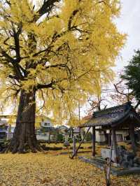 【ここ行って】住宅街に突如現れる、樹齢300年以上のイチョウが美しい穴場の神社⛩️