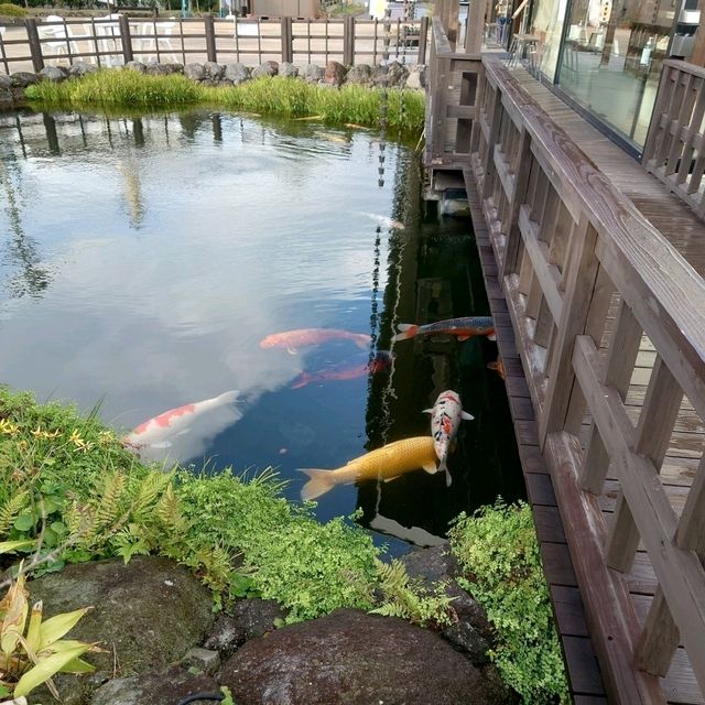 長崎観光！日本名水１００選の湧水「鯉の泳ぐまち」