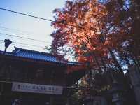 【都内の紅葉】今がまさに見頃！高尾山の紅葉散歩