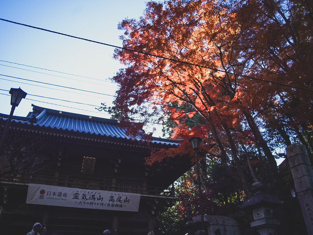【都内の紅葉】今がまさに見頃！高尾山の紅葉散歩