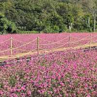 Hokkaido Flower Park Khaoyai 🌳🛖🌸🌼 