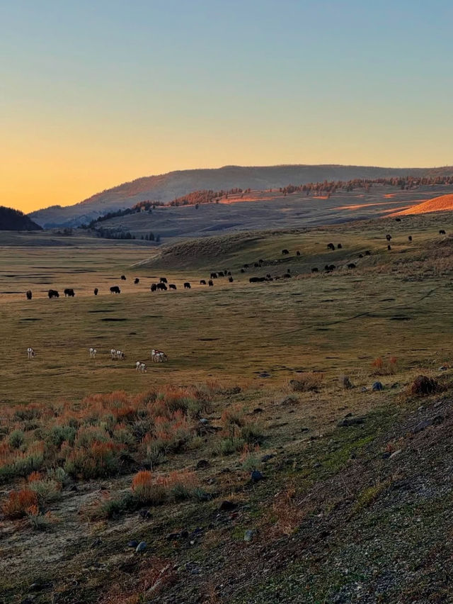 Yellowstone: Where nature Are Your New Best Friends 