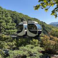 서울 근교 최고의 힐링 자연 스팟 화담숲🌳