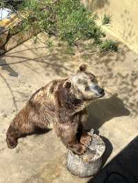 ［北卡旅遊］cherokee bear zoo-分享但不一定推薦🐻🐾