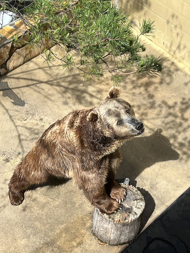 ［北卡旅遊］cherokee bear zoo-分享但不一定推薦🐻🐾