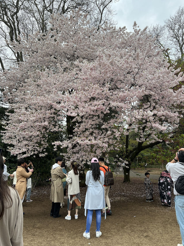 Lost in a Sea of Cherry Blossoms: A Spring Dream