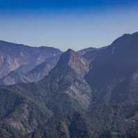 阿里山茶園：不容錯過的隱藏秘境