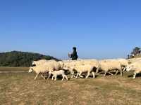  Akha Farmville  🐑⛰️☕️