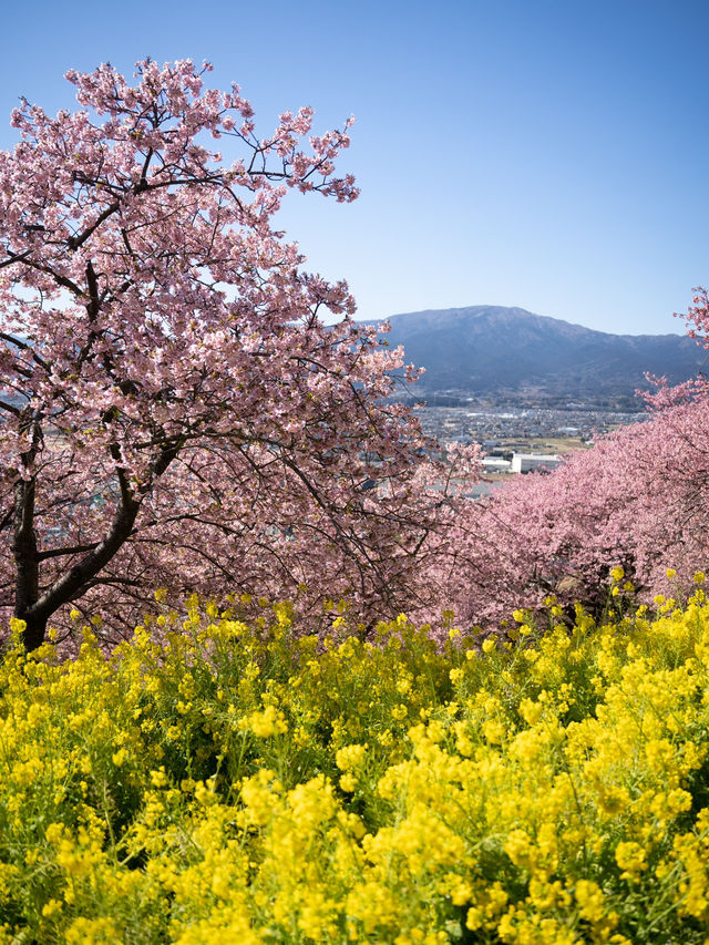 春を先取り🌸まつだ桜まつりで絶景のお花見 