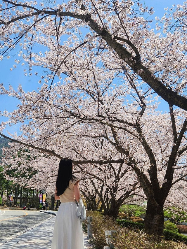영암 왕인박사