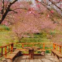 สะพานซากุระบ้านขุนวาง…เชียงใหม่🌸