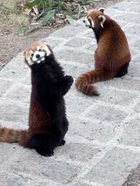 A Wild Adventure at Shanghai Wild Animal Park