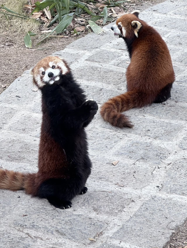 A Wild Adventure at Shanghai Wild Animal Park