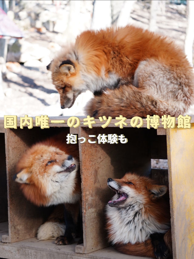 【宮城×冬の旅】間近で見られる100頭以上の放し飼いのキツネ    抱っこ体験も・・