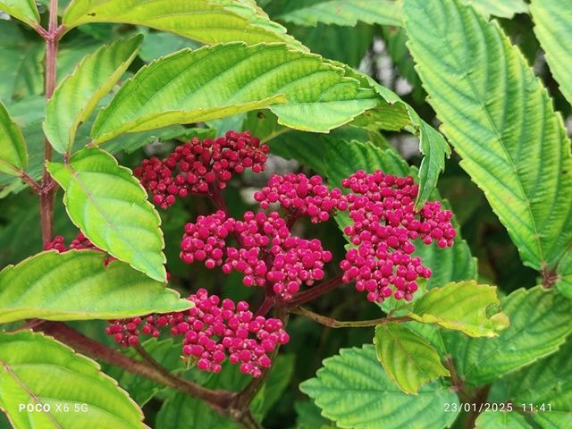 Beautiful Flowers in Park