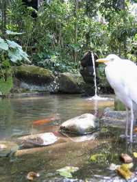 Colorful Paradise in the Heart of Malaysia: KL Bird Park