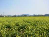 A Sea of Gold in Jeju: Seongsan Canola Flower Field