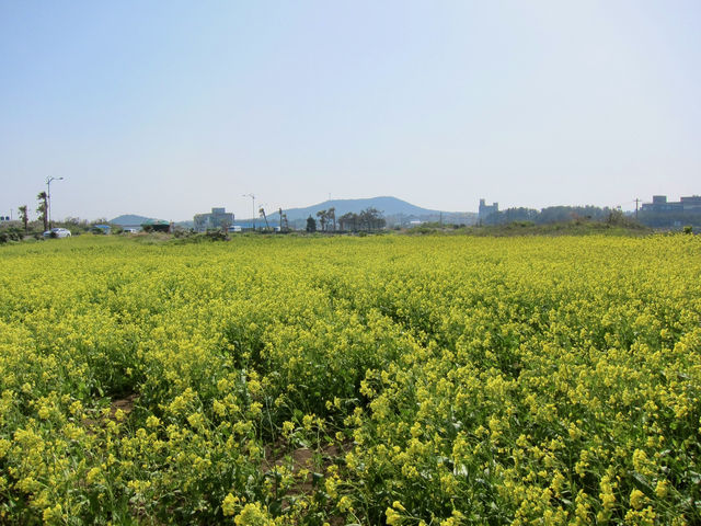 A Sea of Gold in Jeju: Seongsan Canola Flower Field