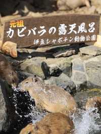 東京近郊遊 - 漫步大室山、小室山和探訪可愛的水豚