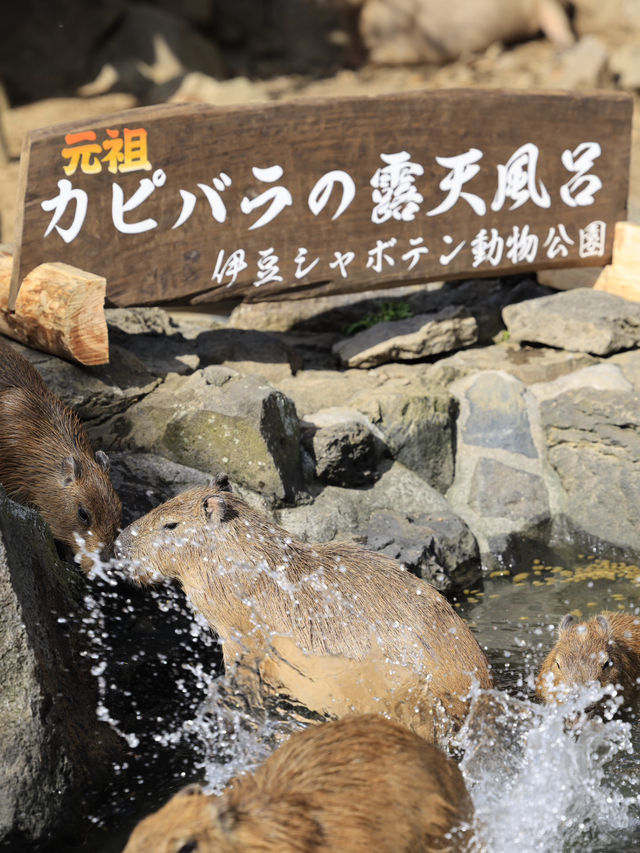 東京近郊遊 - 漫步大室山、小室山和探訪可愛的水豚