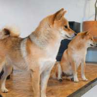 คาเฟ่น้องหมาชิบะ ที่เขาใหญ่🐕