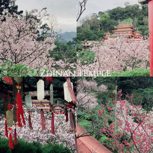 台北｜指南宮櫻花盛開，美不勝收