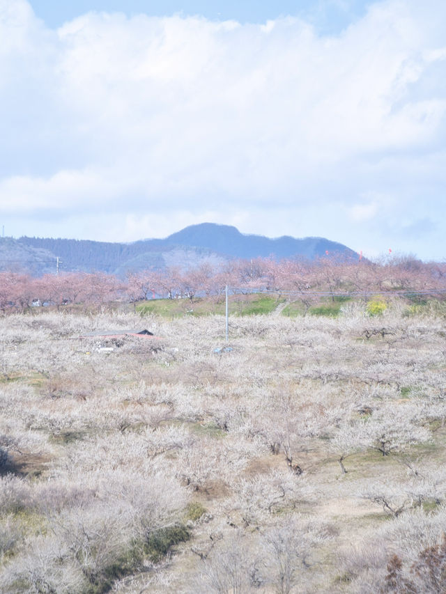 【群馬】広大な梅林で絶景体験🤩10万本の梅の花が咲き誇る桃源郷へ行こう🌸 