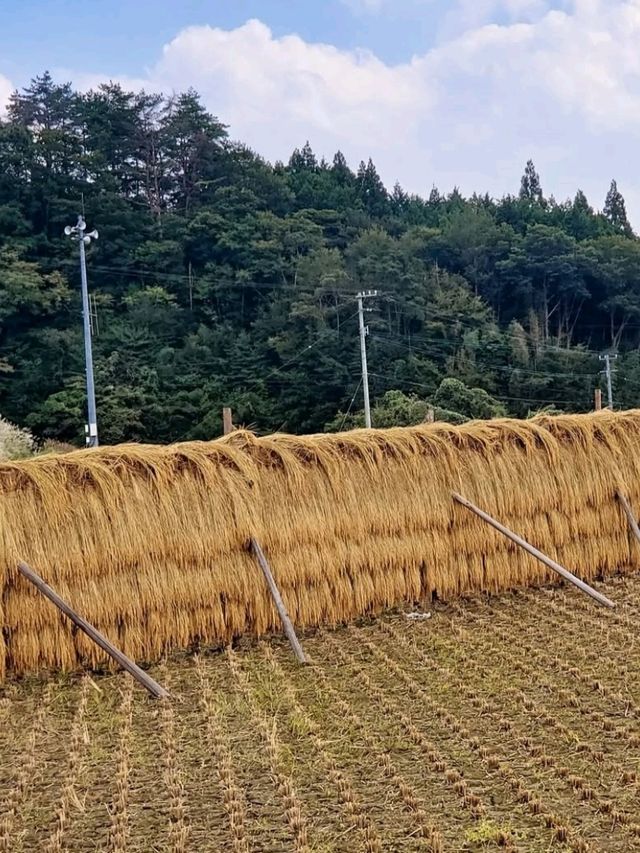 ■そばの花みたことありますか？