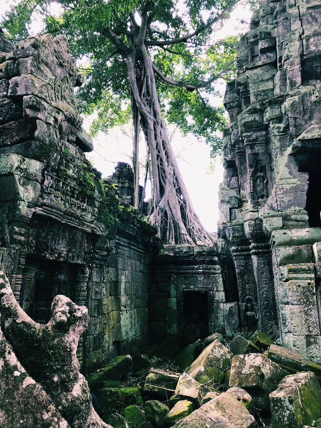 Nature’s Masterpiece at Ta Prohm
