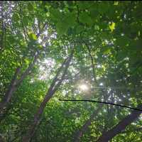 五桂山：猴子與水庫的山谷🐒🏞️